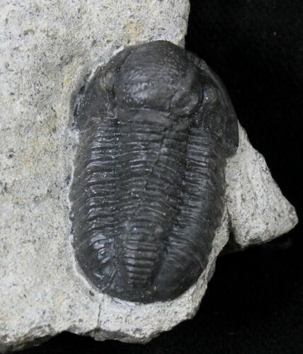 Large Gerastos Trilobite Fossil #19197